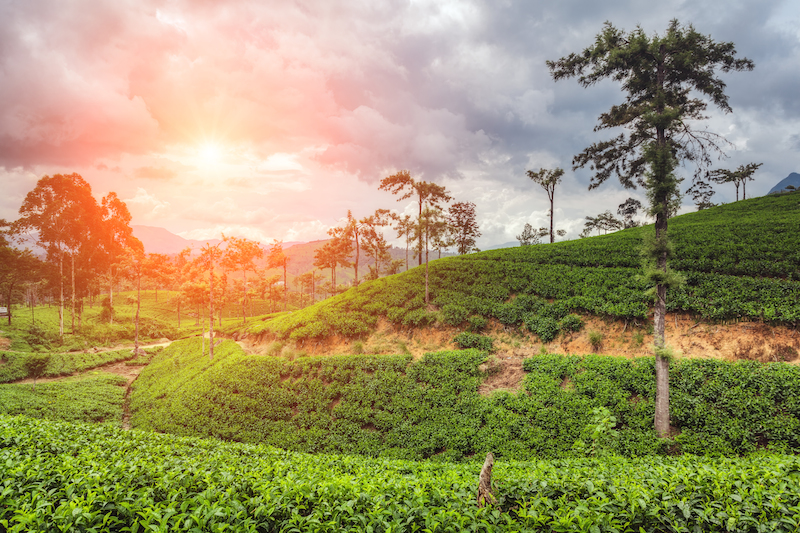 Tea plantation in Sri Lanka