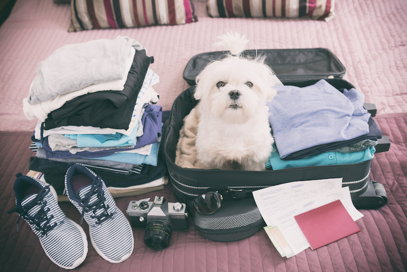 Dog in suitcase